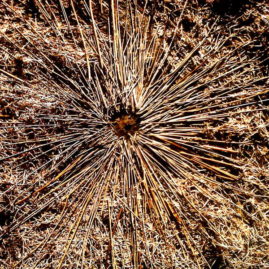 Closeup photograph of the reed circle created as land art
