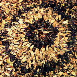 Melkhout land art or leaf mandala by Annie le Roux