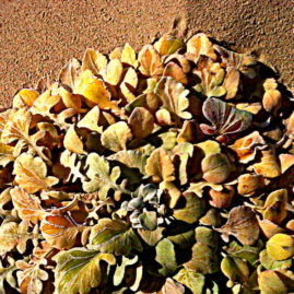 Closeup of the leaf mandala / land art on a dune